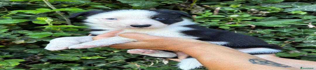 Border Collie Cucciolo 2