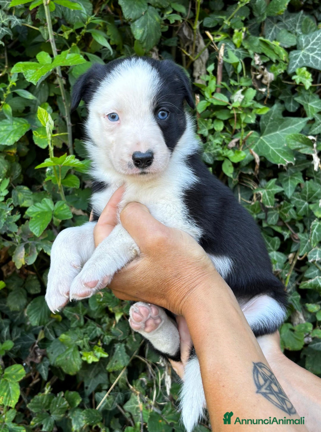 Border Collie cani in vendita: Cuccioli Border collie linea da lavoro  a Provincia di Modena - Immagine 10