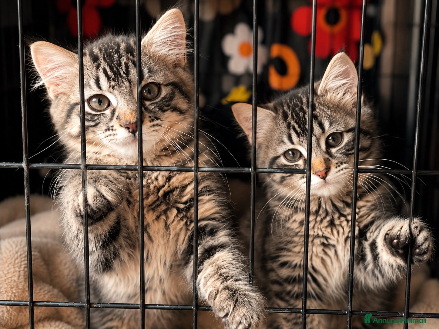 Europeo gatti Gattini  - Annuncio 1
