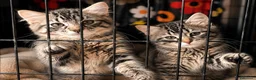 Europeo gatti in regalo: Gattini  - Annuncio 1