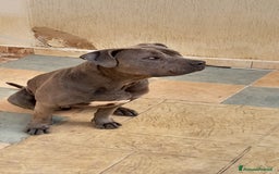 Pitbull cani in regalo: Splendida Pitbull - ELLA a Città metropolitana di Milano - Immagine 3
