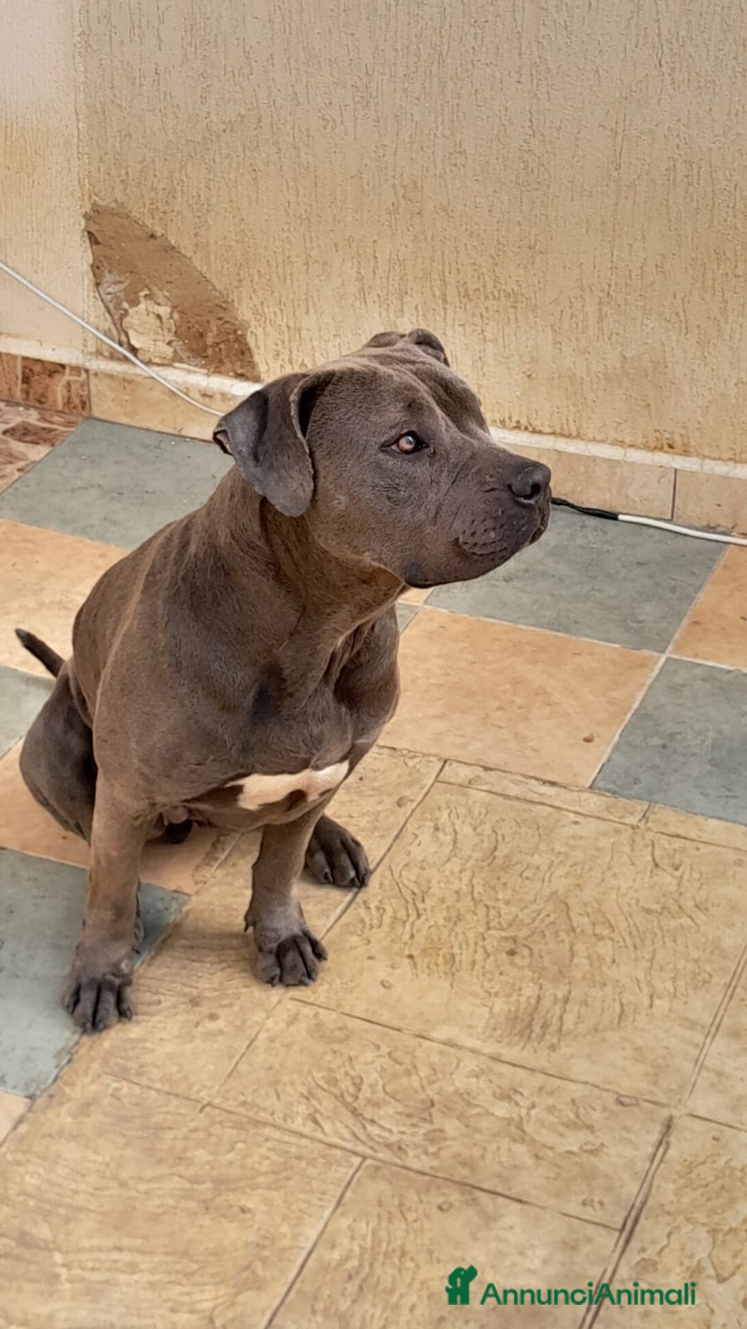 Pitbull cani in regalo: Splendida Pitbull - ELLA a Città metropolitana di Milano - Immagine 3