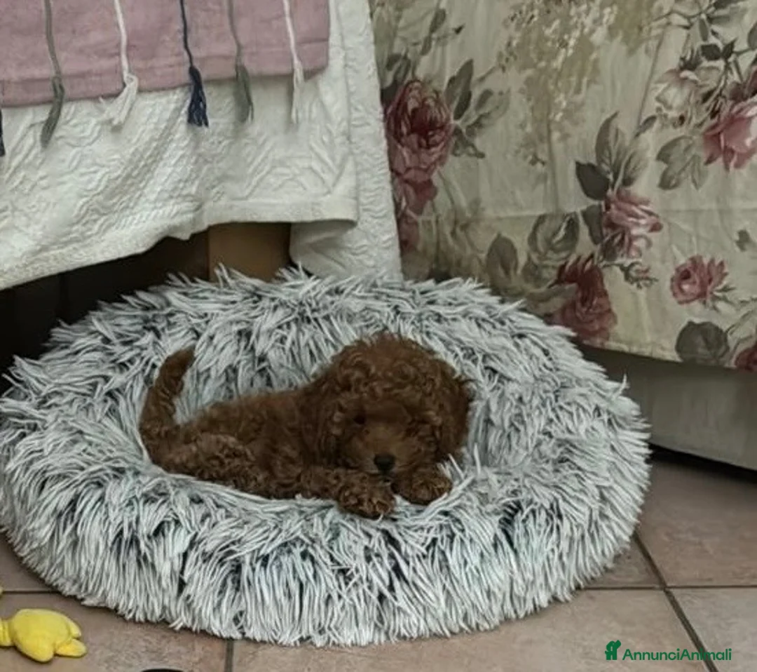 Barboncino cani in vendita: Barboncino red femmina - Annuncio 1