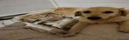 Golden Retriever cani in vendita: Femmina e maschio Golden retriever  - Annuncio 10