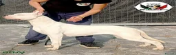 Dogo Argentino cani in vendita: Cuccioli di dogo Argentino disponibili - Annuncio 4