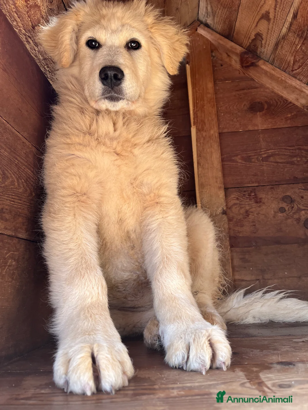 Pastore Maremmano cani in regalo: Zara cerca famiglia - Annuncio 10