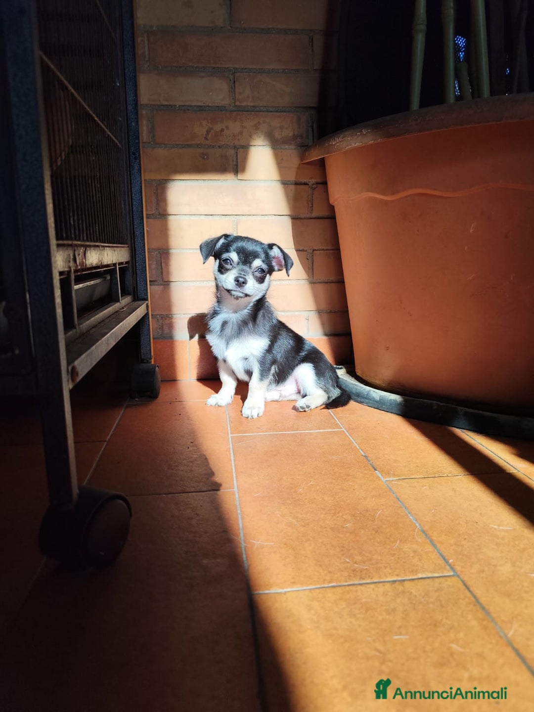 Chihuahua cani in vendita: Cucciolo Chihuahua - Annuncio 4