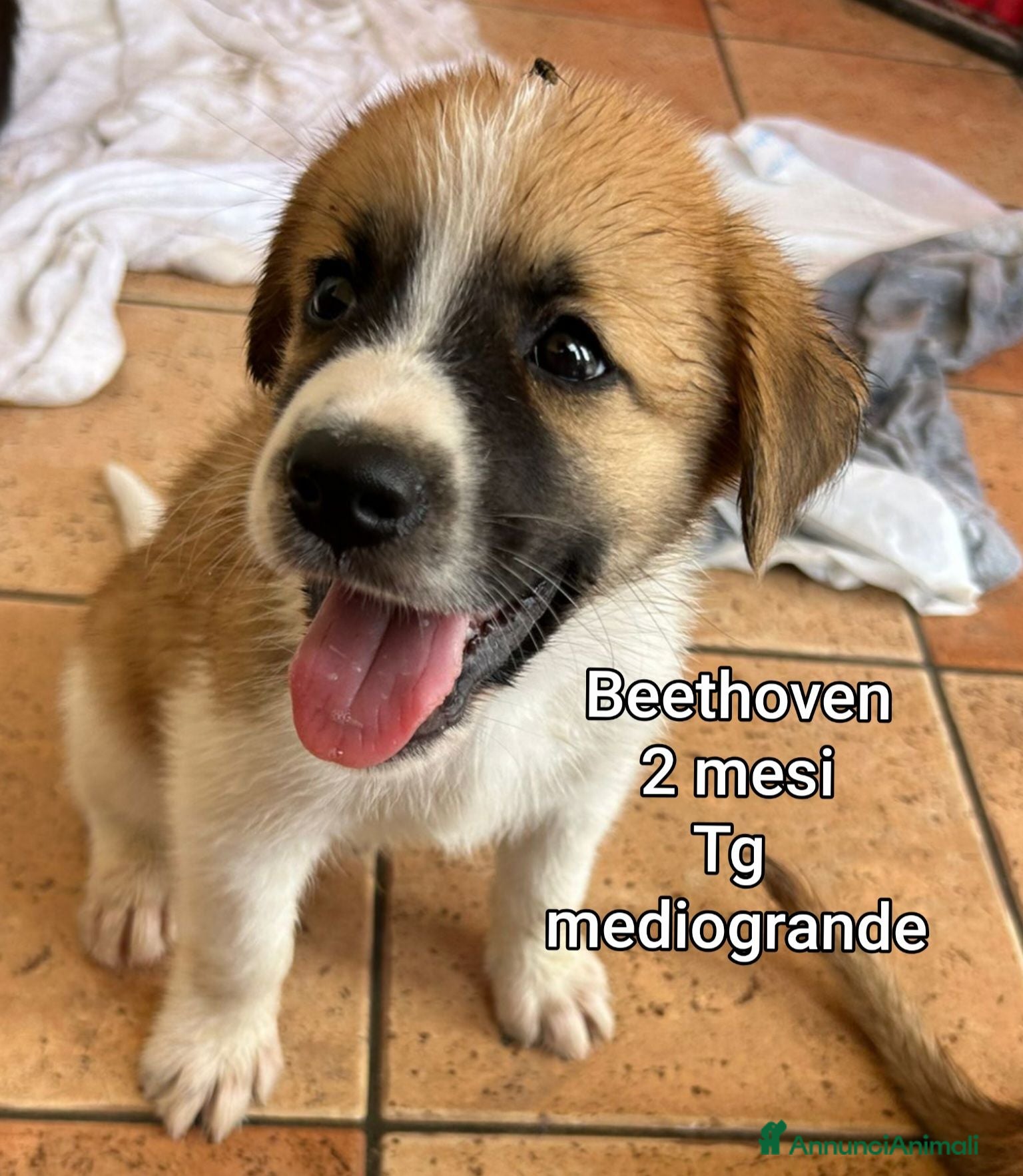 Meticcio cani CUCCIOLI SOLI ED ESCLUSI  - Annuncio 29