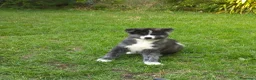 Akita Inu cani in vendita: AKITA a Città metropolitana di Messina - Annuncio 1