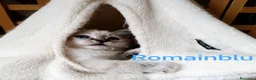 Sacro di Birmania gatti in vendita: Cucciolo sacro di Birmania  a Città metropolitana di Roma Capitale - Annuncio 4
