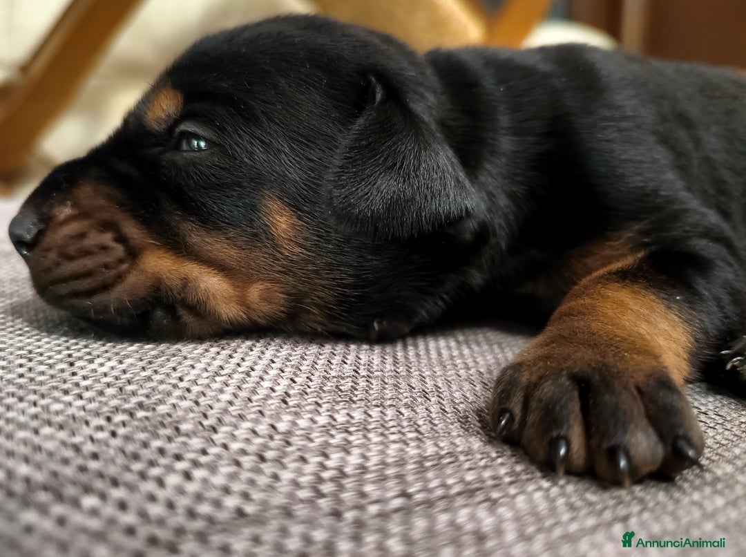 Dobermann cani in vendita: Dobermann  a Provincia di Pescara - Immagine 1
