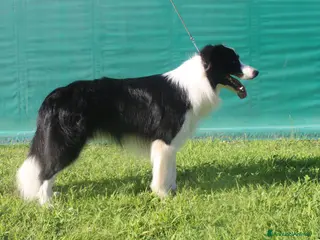 Border Collie cani Salazar a Provincia del Verbano-Cusio-Ossola - Annuncio 1
