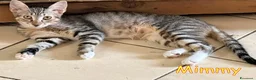 Europeo gatti in regalo: MIMMY e MYA GATTINE DOLCISSIME - Annuncio 3