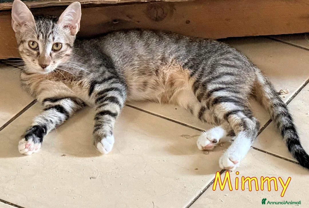 Europeo gatti in regalo: MIMMY e MYA GATTINE DOLCISSIME - Annuncio 3