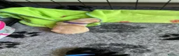 Labrador cani in vendita: Cuccioli di labrador a Provincia di Pescara - Annuncio 13