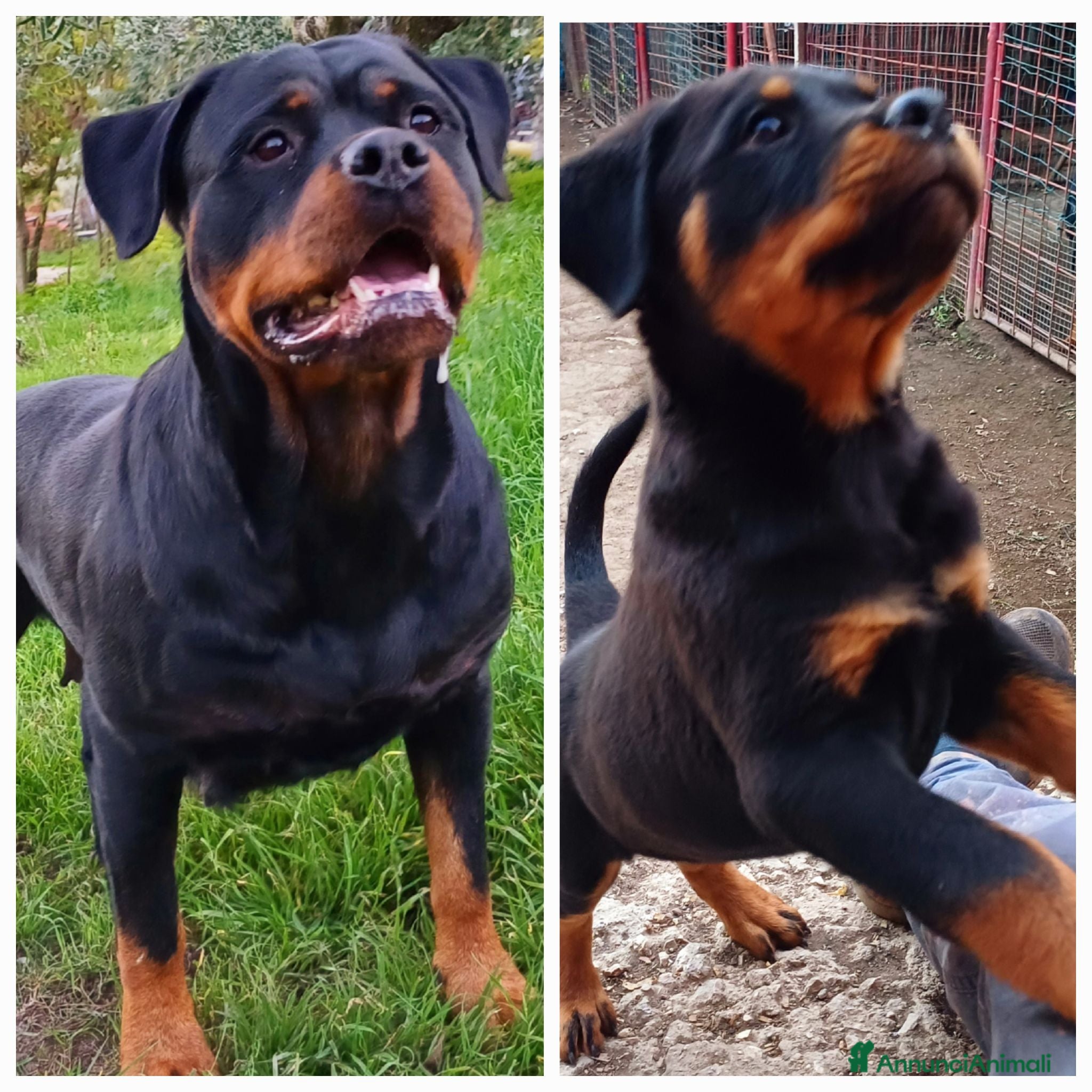 Rottweiler cani Disponibili cuccioli Rottweiler  - Annuncio 24