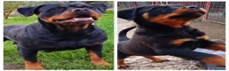 Rottweiler cani in vendita: Disponibili cuccioli Rottweiler  - Annuncio 1