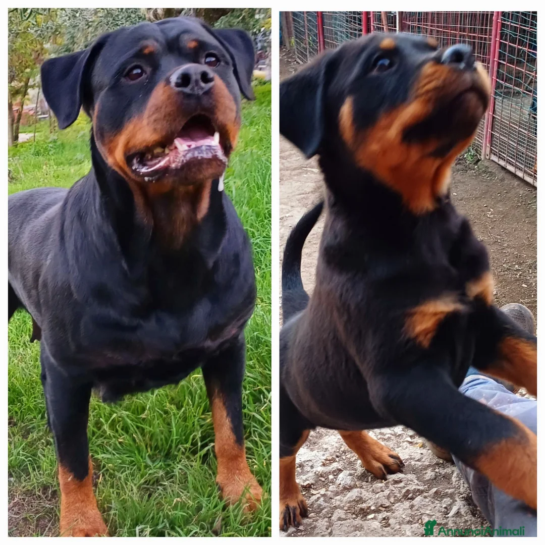 Rottweiler cani in vendita: Disponibili cuccioli Rottweiler  - Annuncio 1