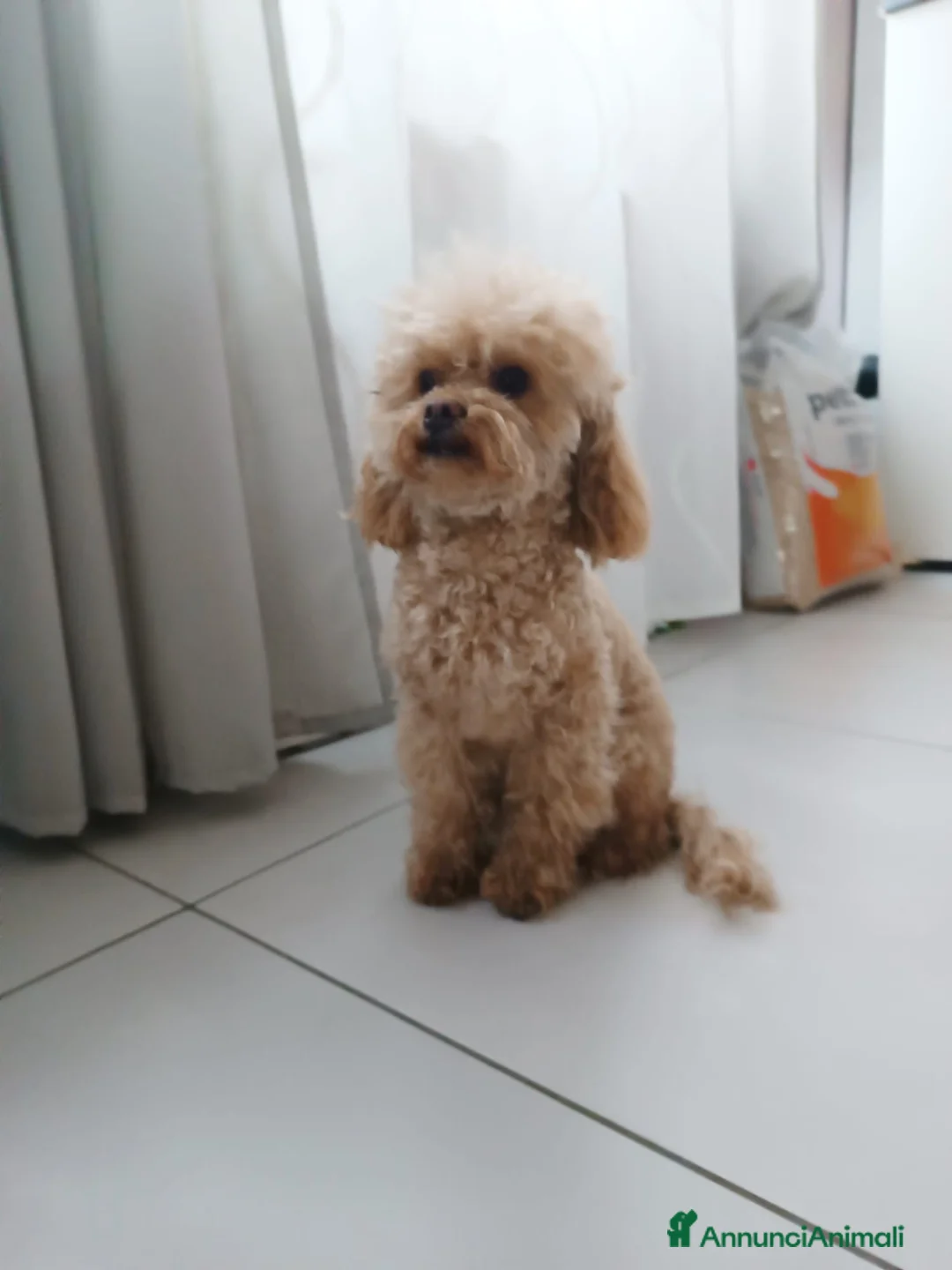 Barboncino Toy cani in vendita: Barboncino Toy albicocca  a Città Metropolitana di Torino - Annuncio 5