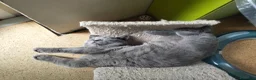 British gatti in vendita: Cucciolo British Shorthair  - Annuncio 4