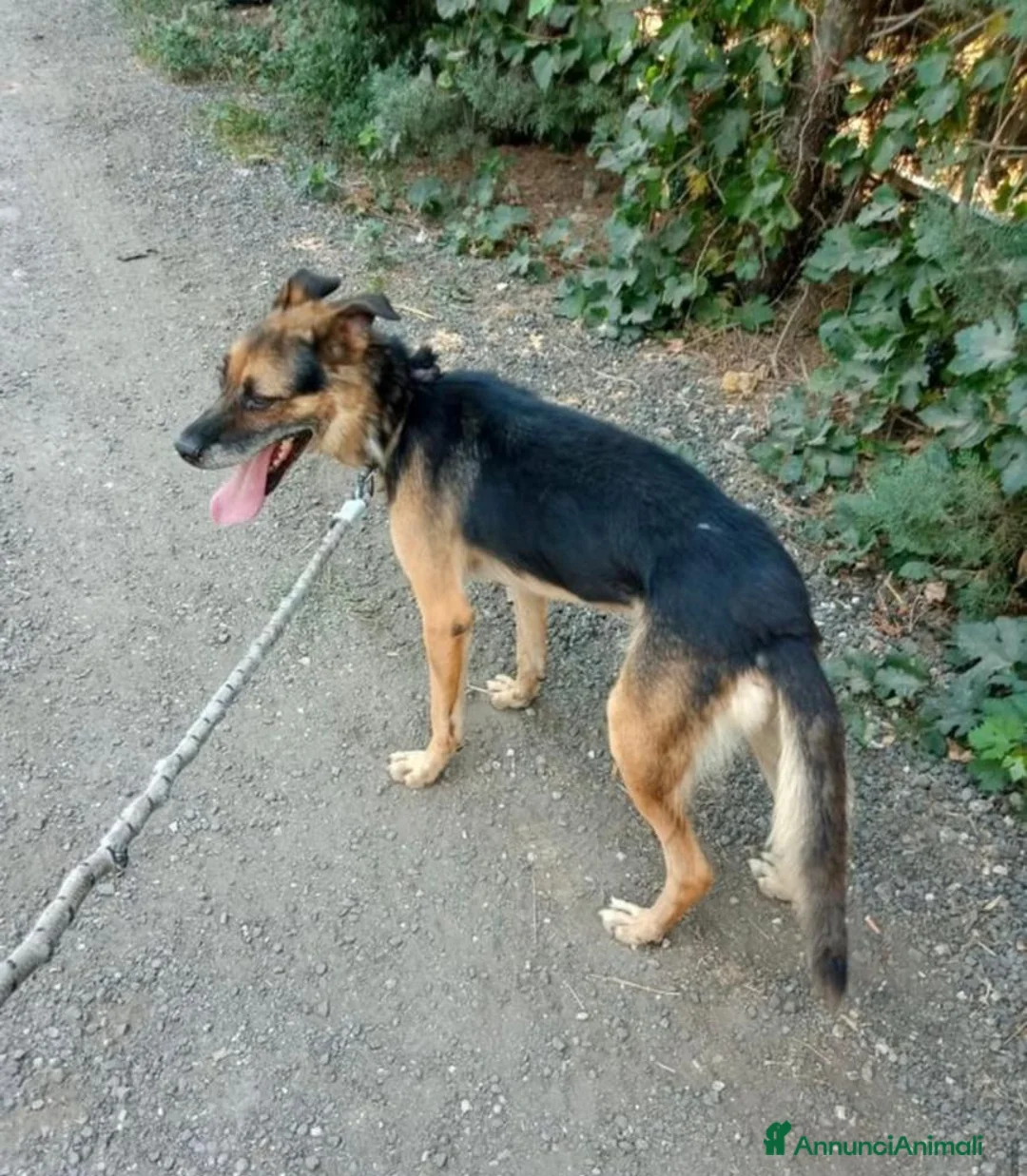 Meticcio cani in regalo: Mix Pastore adulto dalla catena al box NAPOLI SOS a Città Metropolitana di Milano - Annuncio 3