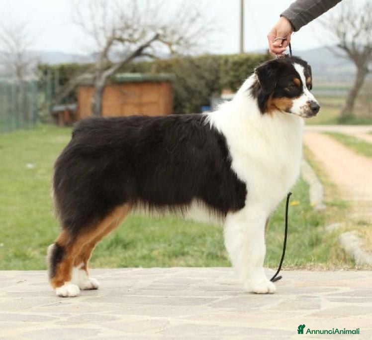 Australian Shepherd cani Maschietti Pastore Australiano  - Annuncio 18