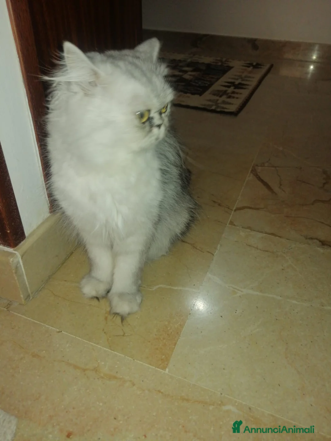 Altre razze gatti in vendita: Gattini  - Annuncio 2