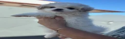 Pechinese cani in vendita: Cuccioli pechinese 2 femmine - Annuncio 6