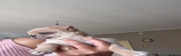 Chihuahua cani in vendita: cucciolo di chihuahua pelo corto - Annuncio 2