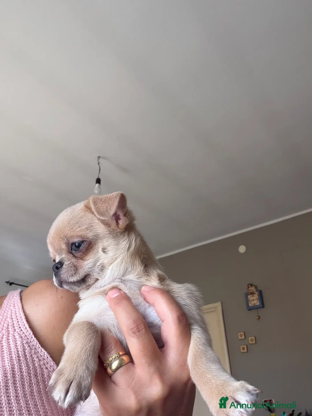 Chihuahua cani in vendita: cucciolo di chihuahua pelo corto - Annuncio 2