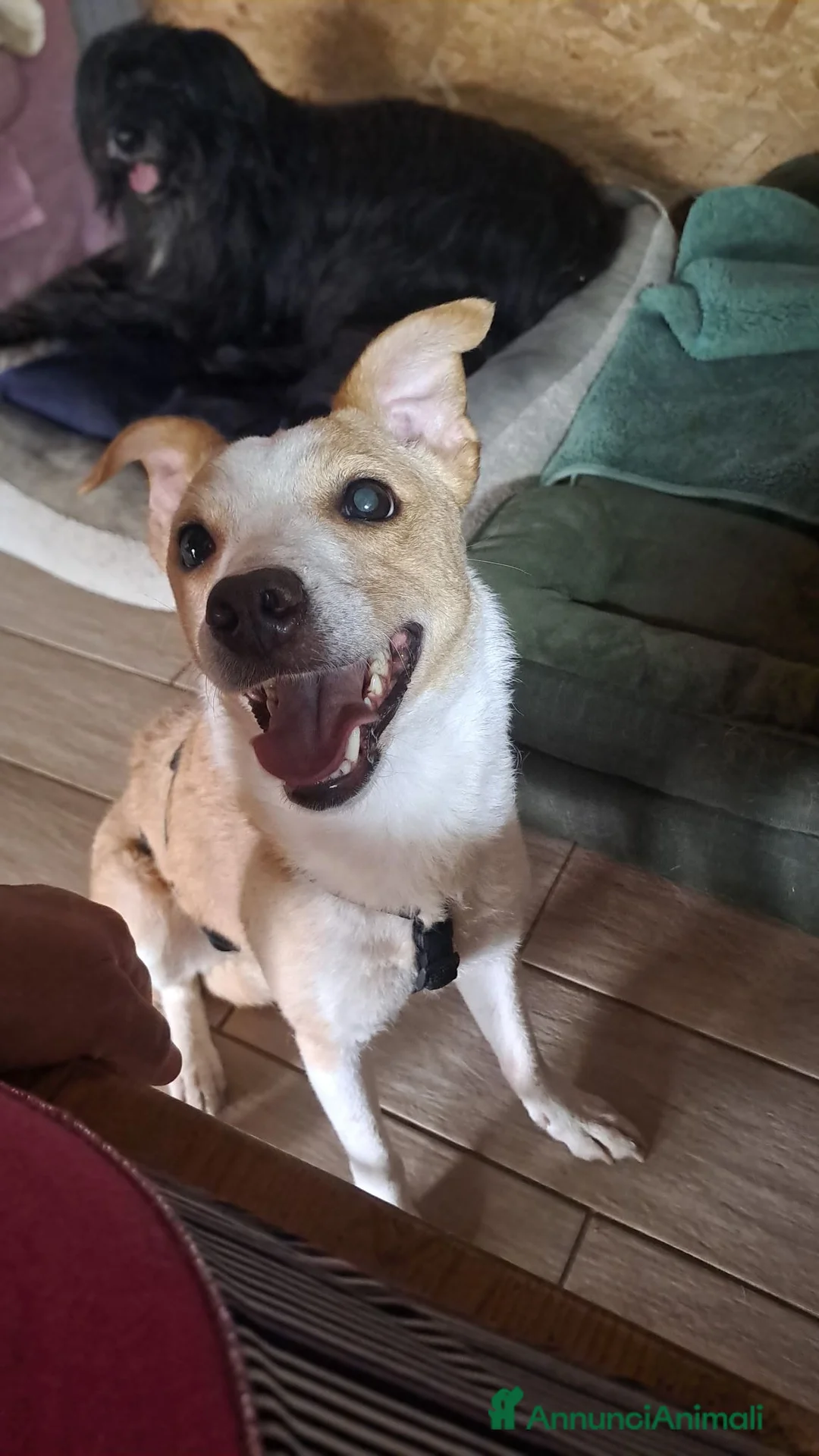 Meticcio cani in regalo: Lillina cerca casa - Annuncio 3