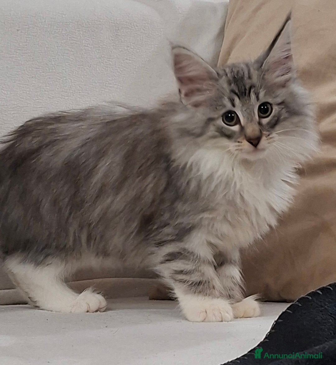 Norvegese gatti in vendita: Norvegesi cuccioli  - Annuncio 11