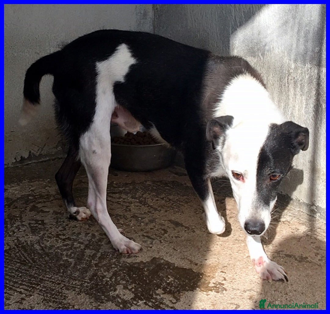 Meticcio cani in regalo: HALF  dolce, buffo nonnino - Annuncio 6