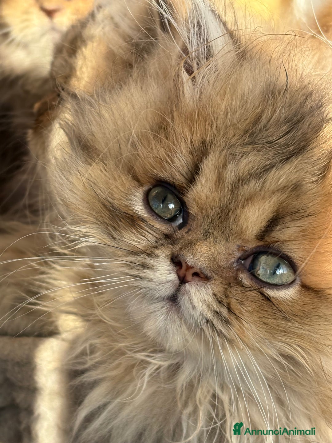 Persiano gatti in vendita: Maschietto persiano golden - Annuncio 1