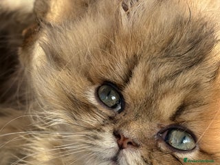 Persiano gatti Maschietto persiano golden - Annuncio 7