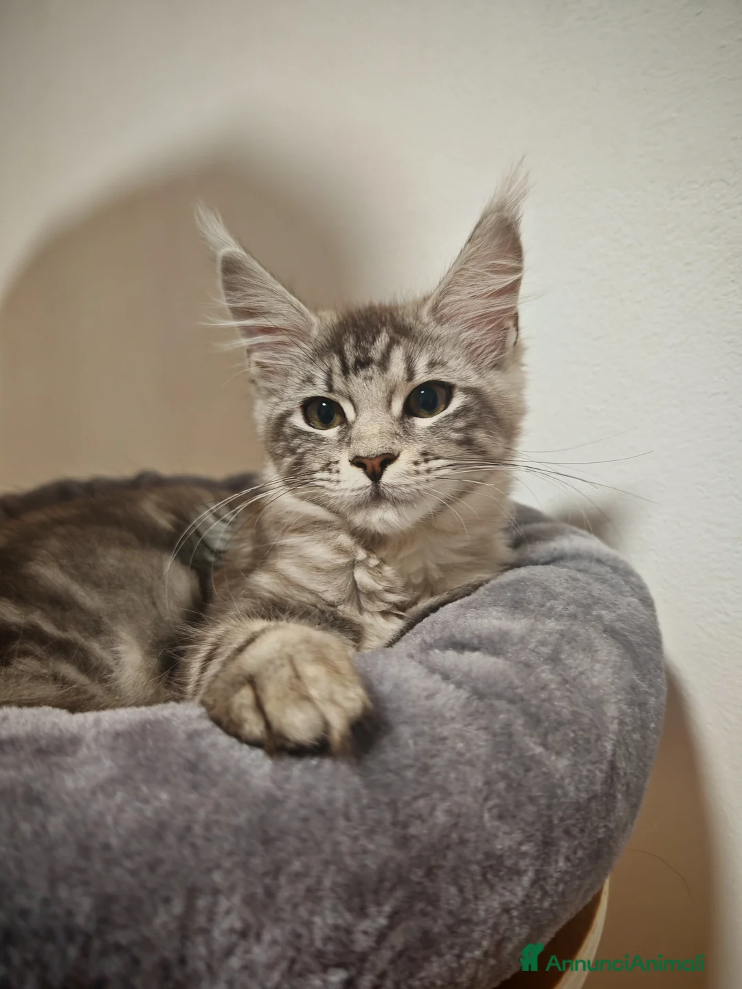 Maine Coon gatti in vendita: Maine coon con pedigree - Annuncio 3