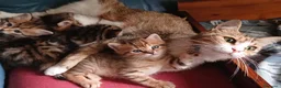 Altre razze gatti in vendita: Cuccioli tigrati - Annuncio 6