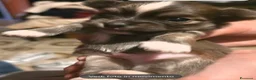 Chihuahua cani in vendita: Chihuahua pelo lungo - Annuncio 4