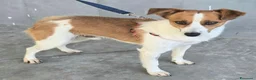 Meticcio cani in regalo: Pericle 2 anni Taglia piccola  a Provincia di Teramo - Annuncio 7