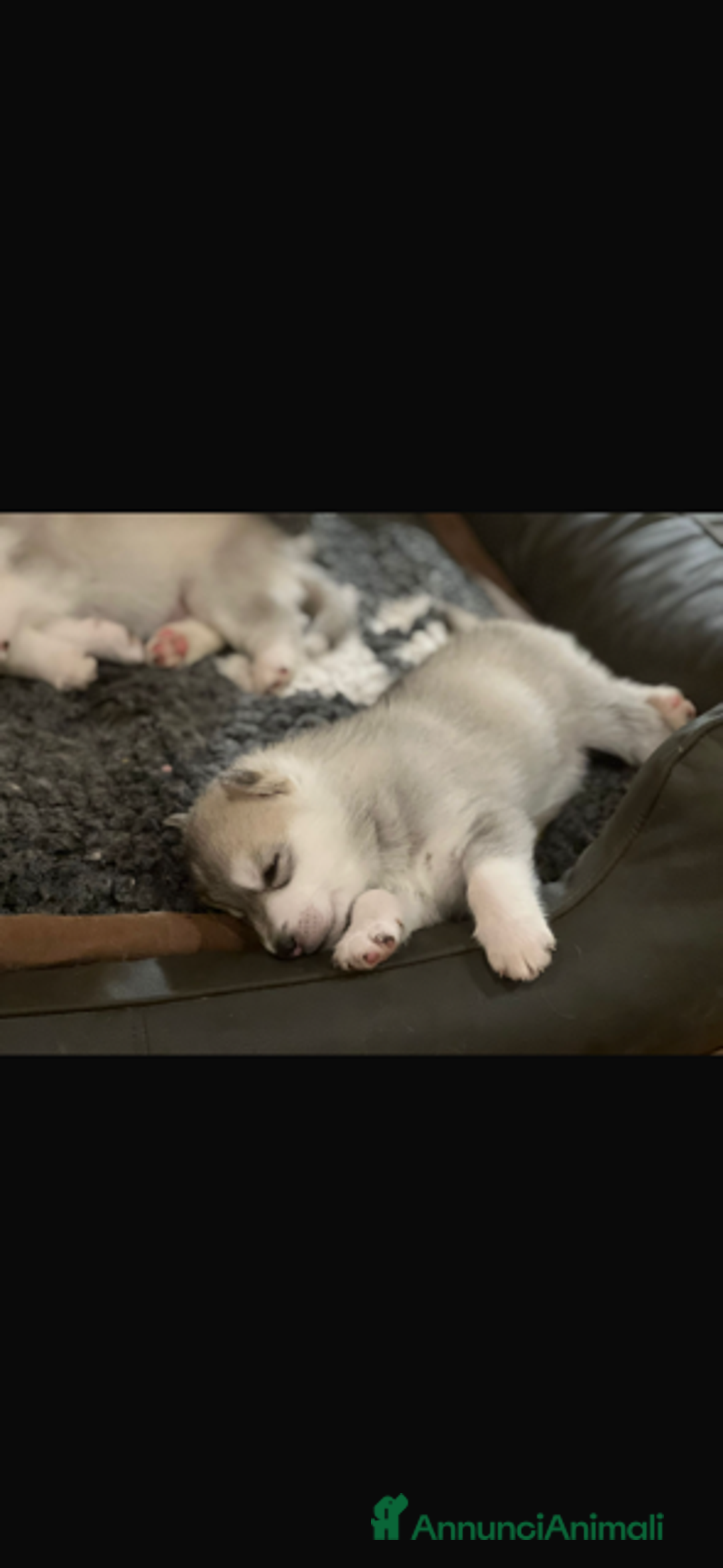 Husky cani in vendita: Splendidi cuccioli di SIBERIAN HUSKY - Annuncio 6