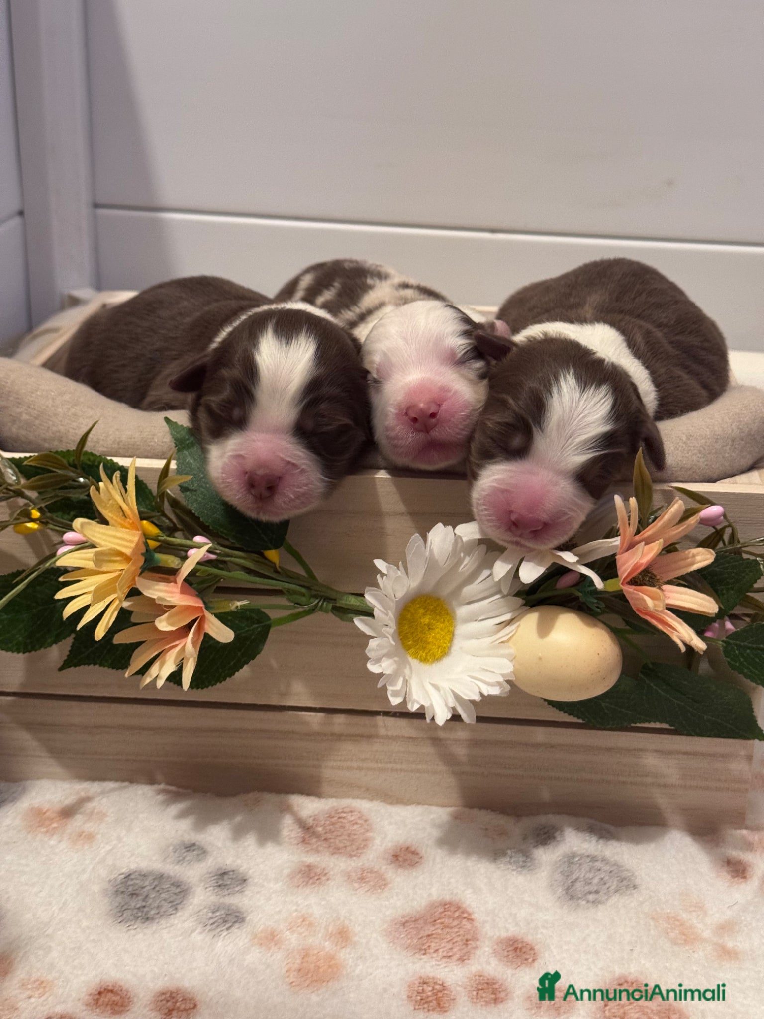 Australian Shepherd cani Disponibili cuccioli di Pastore Australiano - Annuncio 1