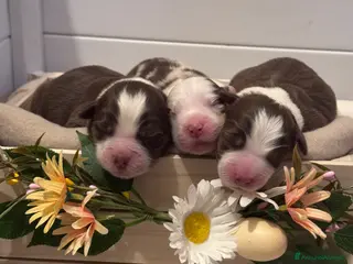 Australian Shepherd cani Disponibili cuccioli di Pastore Australiano - Annuncio 11