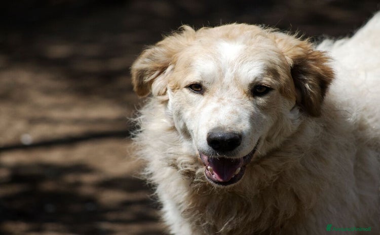 Meticcio cani - Annuncio 12