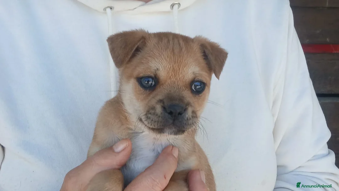 Meticcio cani in regalo: IL PICCOLO ZENO STA ASPETTANDO LA SUA MAMMA - Annuncio 1
