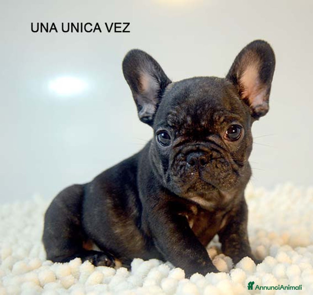 Bulldog Francese cani in vendita: cuccioli di bouledogue francese - Annuncio 4