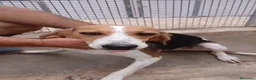 Beagle cani in regalo: Toby, un dolcissimo Beagle - Annuncio 2