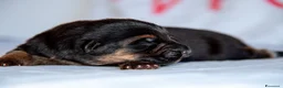 Pastore Tedesco cani in vendita: Allevamento di Terra Scura a Provincia di Salerno - Annuncio 14