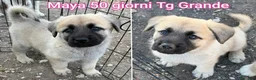 Meticcio cani in regalo: CUCCIOLI SOLI ED ESCLUSI  a Città Metropolitana di Genova - Annuncio 10