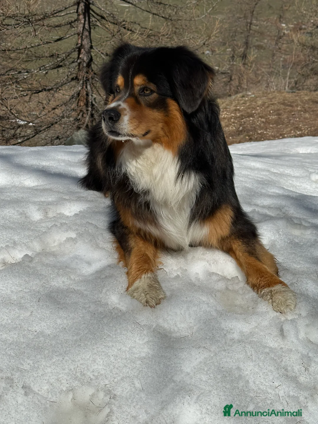 Australian Shepherd cani per accoppiamento: Australian Shepherd tricolore NBT cerca fidanzata  a Provincia di Asti - Annuncio 8