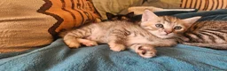 Meticcio gatti in regalo: Regalo gattini  a Provincia di Vibo Valentia - Annuncio 7